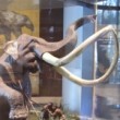 Ein Mammut im Museum in Mexiko Stadt