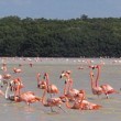 Viele Flamingos in Mexiko Viele Flamingos in Mexiko